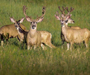 Deer Food Plot Seed