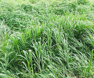 Buffalograss Seed