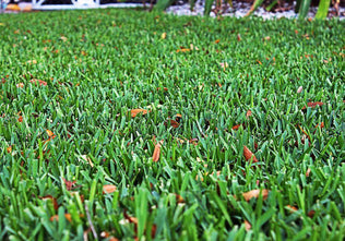 St. Augustine Lawn Plugs