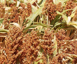 Grain Sorghum Seed