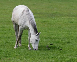 Horse Seed for Homestead, Animal, & Garden