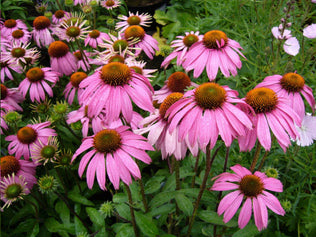 Wildflowers