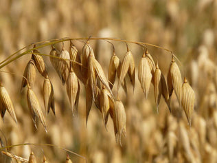 oat image