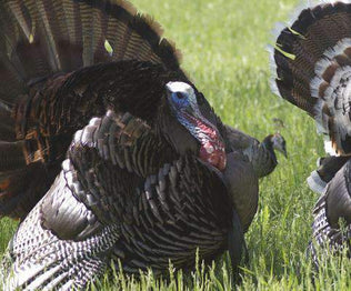 Hancock's Turkey Food Plot Mix