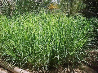 Rhodes Grass