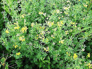 Birdsfoot Trefoil Seed