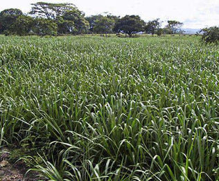 Mulato II Grass Seed