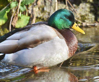 Hancock's Duck Food Plot Mix