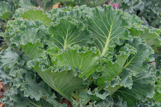 Kale Forage & Pasture Seed