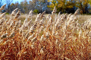 Native Grasses