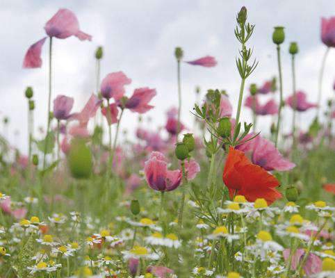 Wildflower Seed