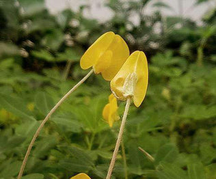 Perennial Peanut Seed