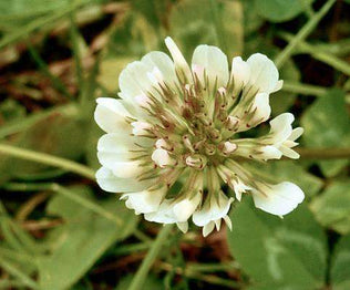 Clover Fodder Seed