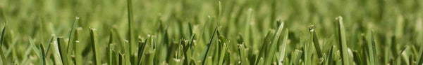 Hancock's Centipede Grass Seed