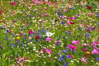 Wildflower Seed Mixes