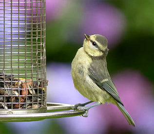 Bird Seed for Homestead, Animal, & Garden