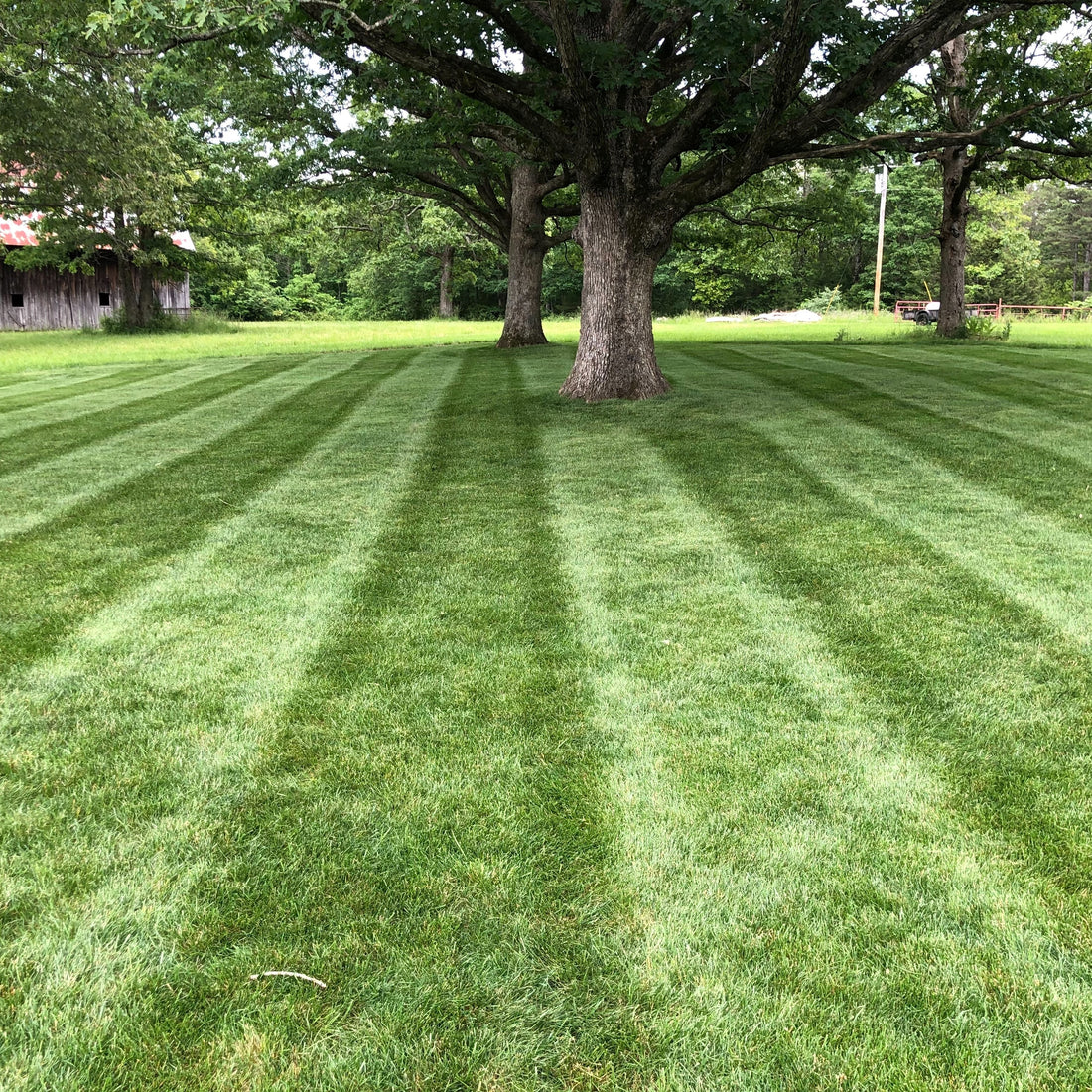 Hancock's Central States Lawn Seed Mix