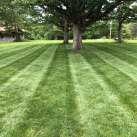 Hancock's Central States Lawn Seed Mix
