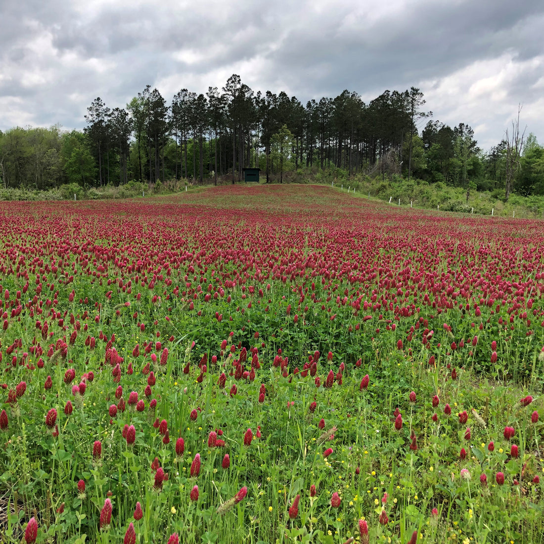 Crimson Clover Seed - Raw