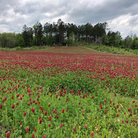 Crimson Clover Seed - Raw