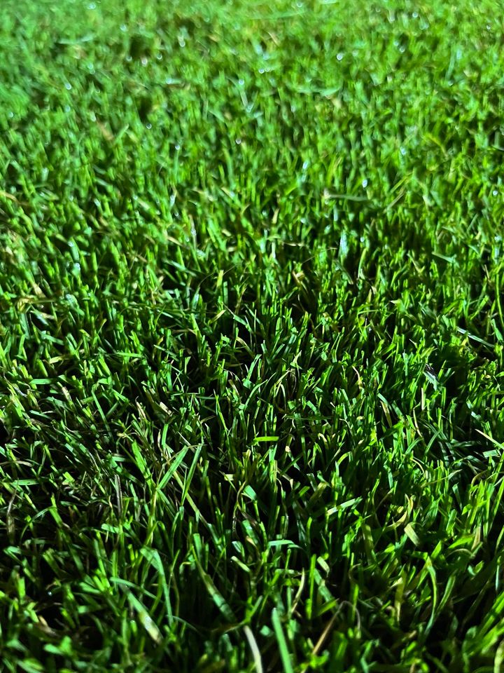 Hancock's Common Bermuda Grass Seed - Coated & Unhulled