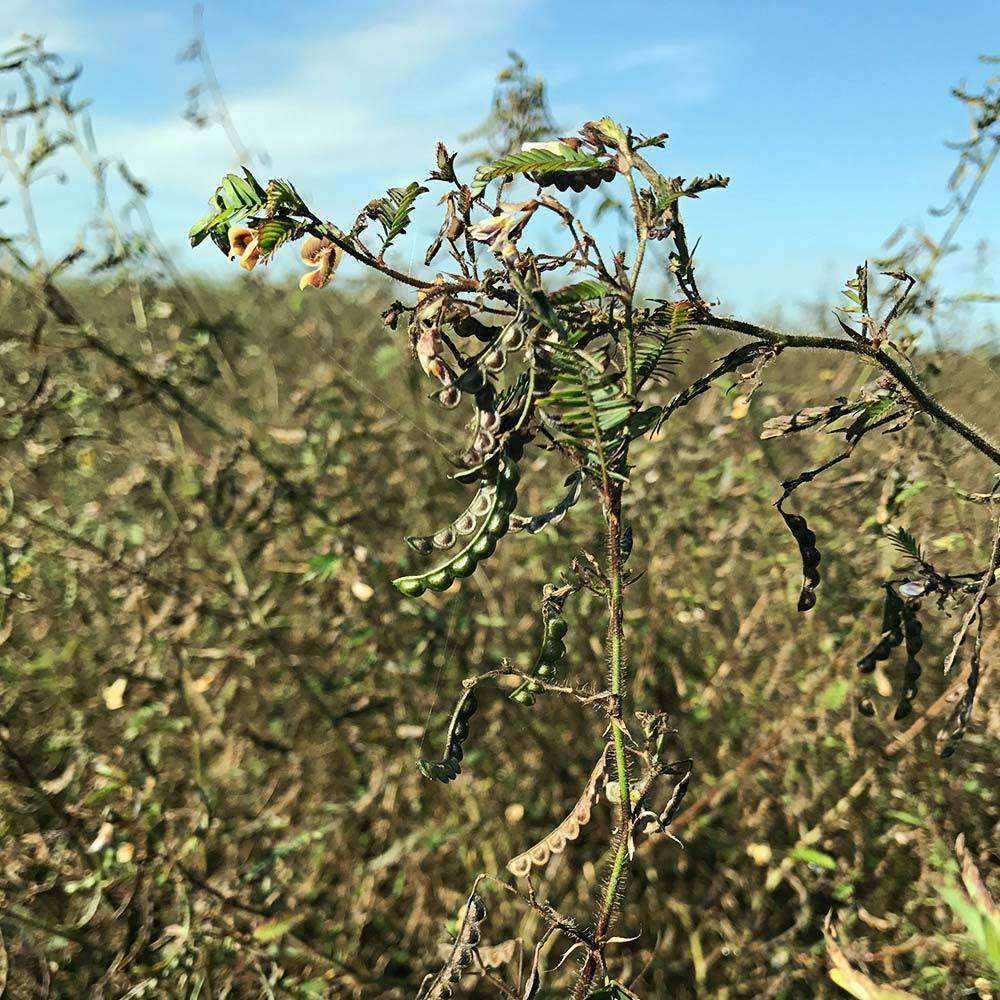 Aeschynomene Seed - Raw & Unhulled