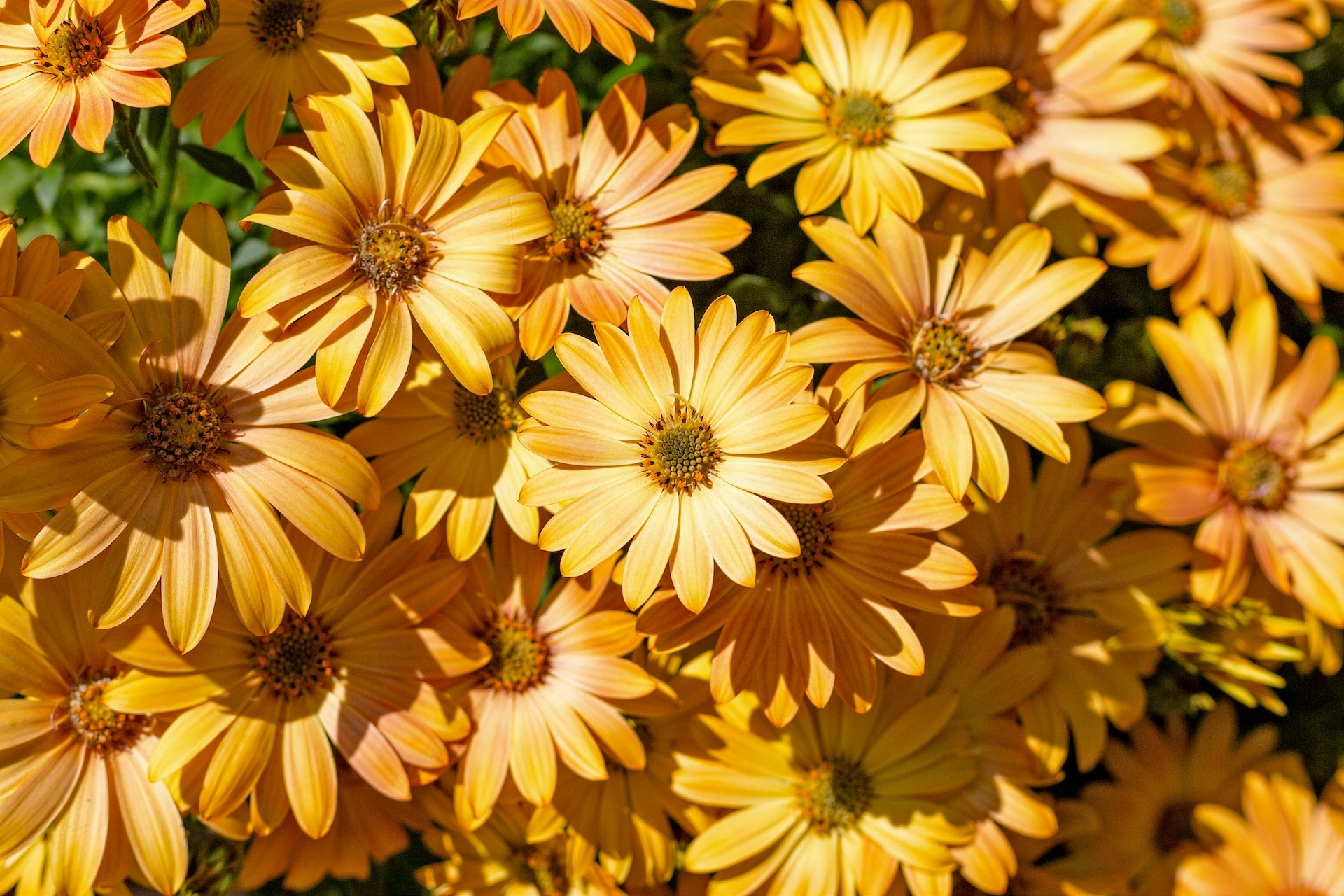 wildflower daisy seeds African Daisy Wildflower Seed – Hancock Seed