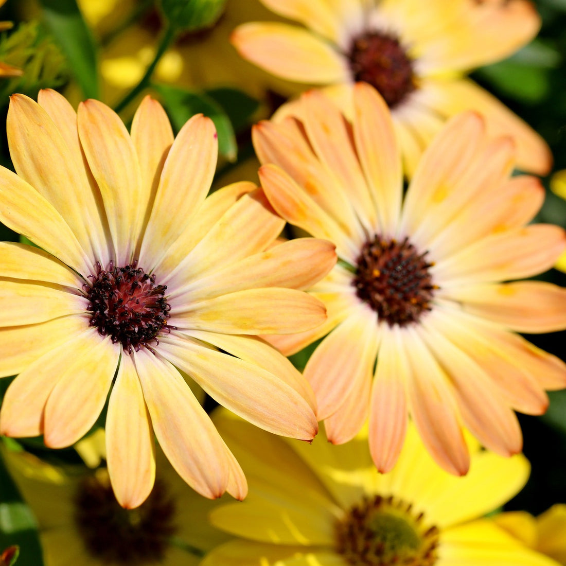 daisy wildflower seeds African Daisy Wildflower Seed – Hancock Seed