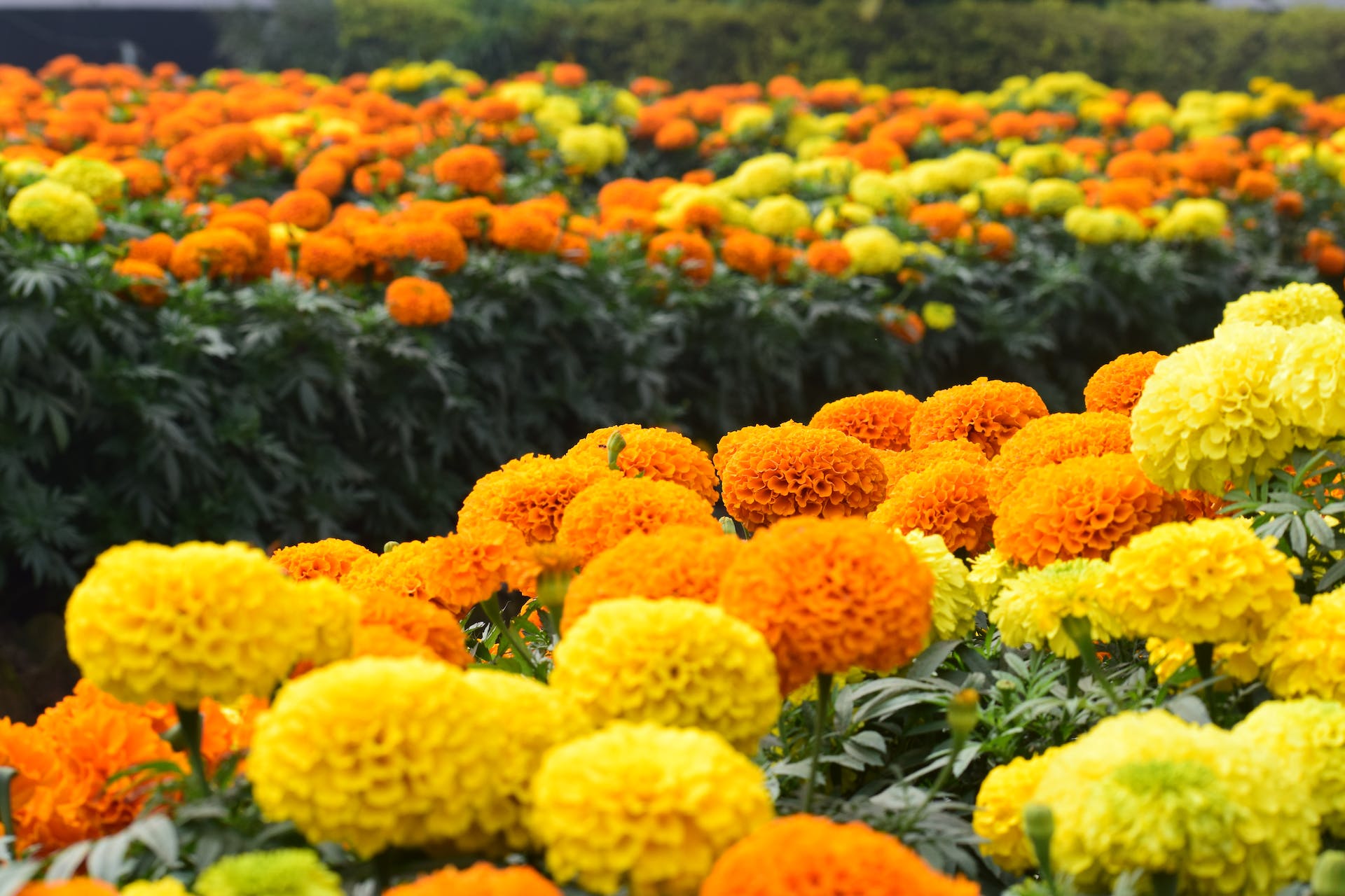 direct seed marigolds African Marigold Wildflower Seed