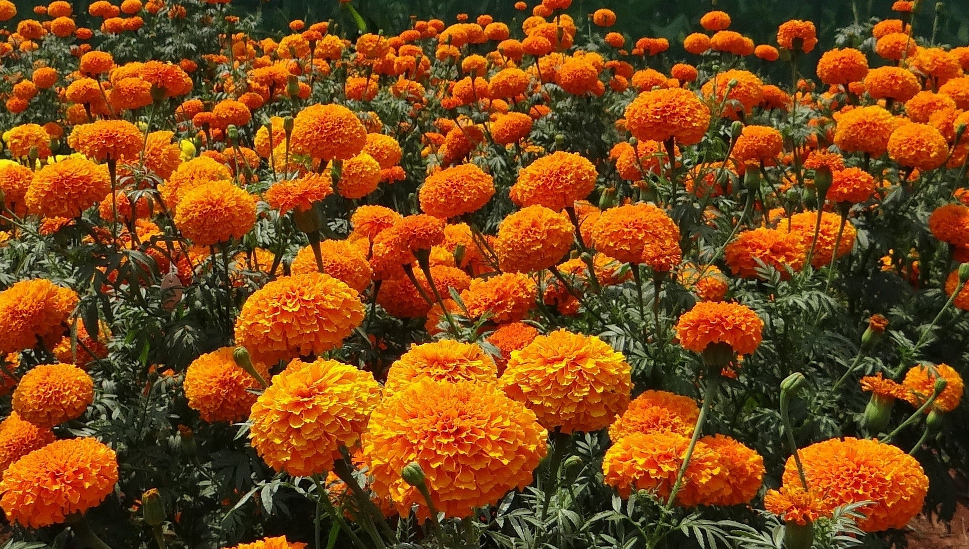 marigold seed production African Marigold Wildflower Seed