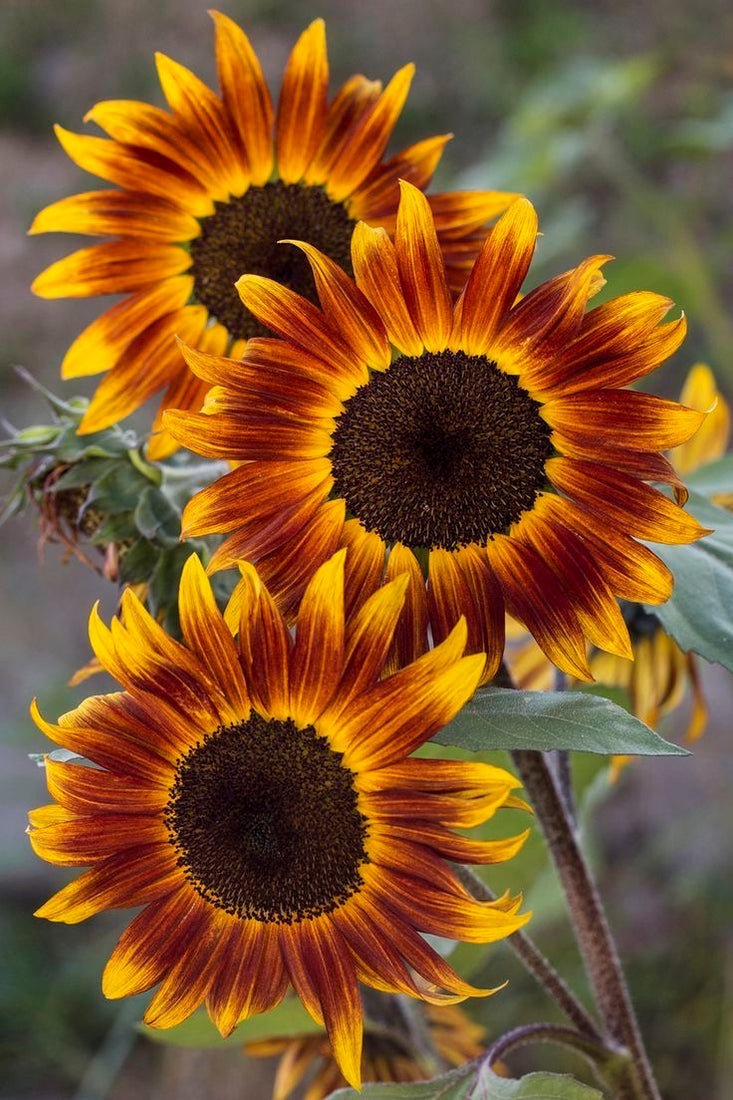 Autumn Beauty Sunflower Seed