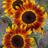 Autumn Beauty Sunflower Seed