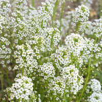 Baby's Breath Wildflower Seed