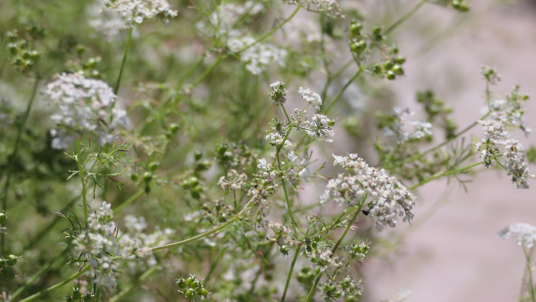 Baby's Breath Wildflower Seed