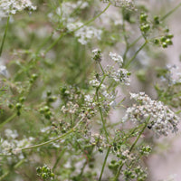 Baby's Breath Wildflower Seed