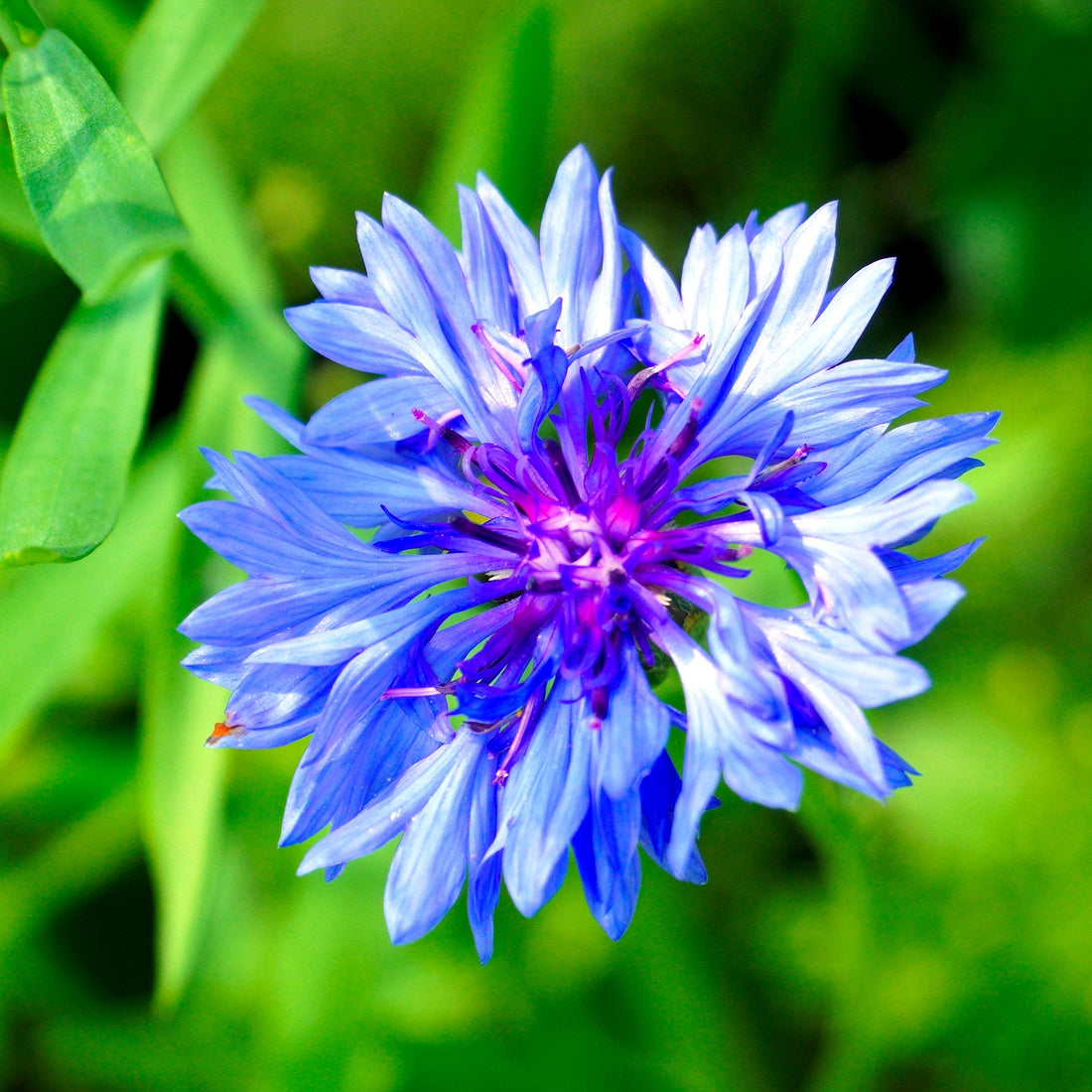 Dwarf Blue Bachelor Buttons Wildflower Seed