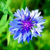 Dwarf Blue Bachelor Buttons Wildflower Seed