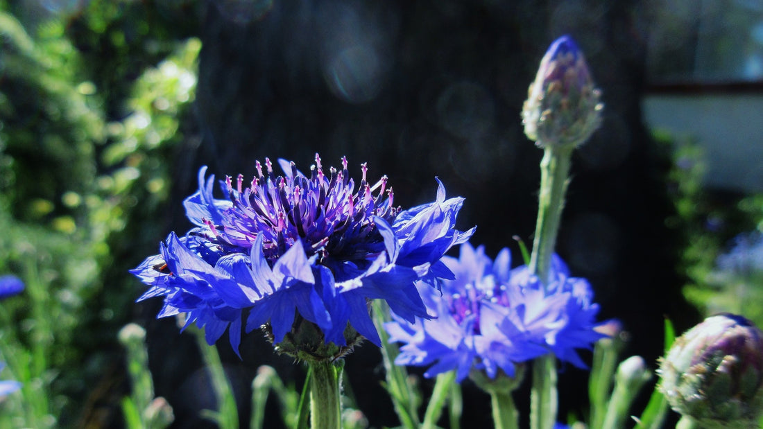 Dwarf Blue Bachelor Buttons Wildflower Seed