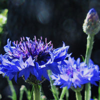 Dwarf Blue Bachelor Buttons Wildflower Seed