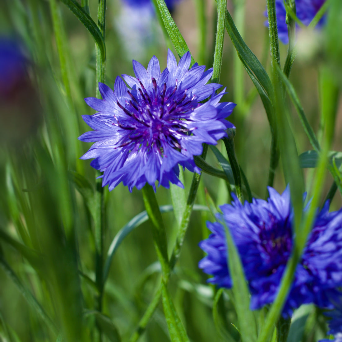 Dwarf Blue Bachelor Buttons Wildflower Seed