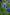 Tall Blue Bachelor Buttons Wildflower Seed