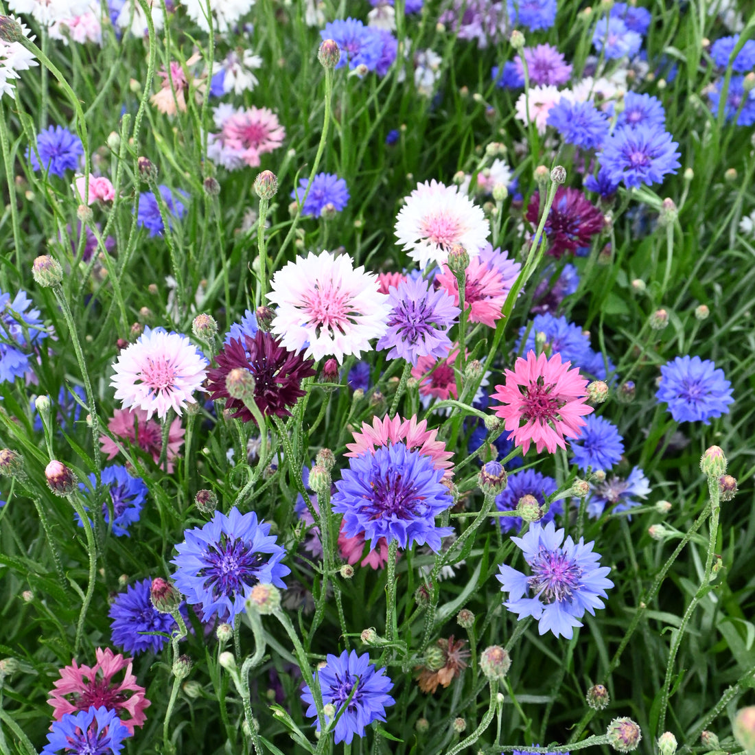 polka dot plant seeds for sale Polka Dot Mix Wildflower Seed For Sale