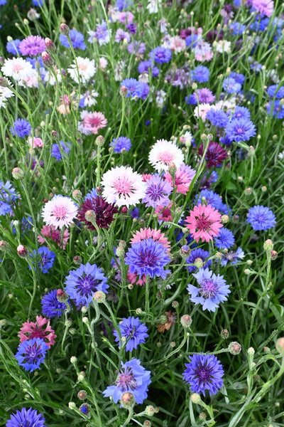 Polka Dot Mix Bachelor Buttons Wildflower Seed (Pre-Order ...