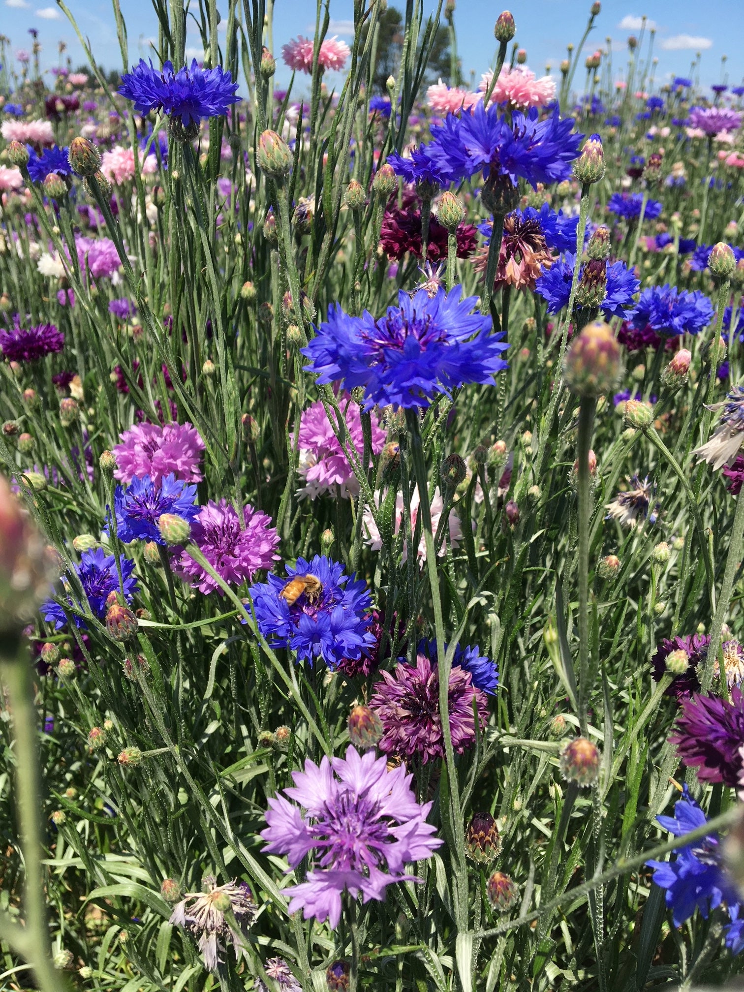 Polka Dot Mix Wildflower Seed For Sale | Hancock Seed