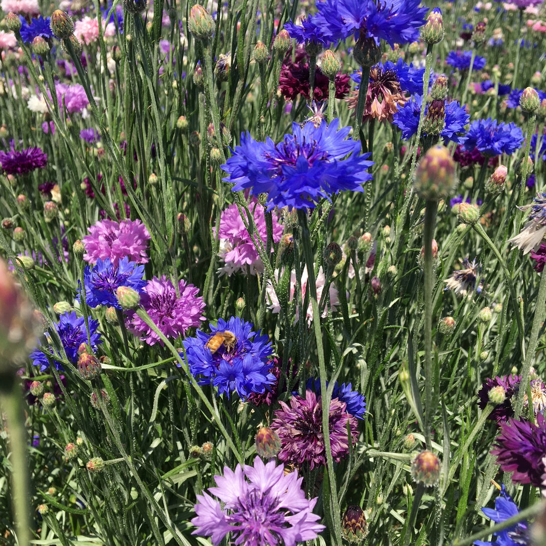 Polka Dot Mix Bachelor Buttons Wildflower Seed