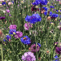 Polka Dot Mix Bachelor Buttons Wildflower Seed