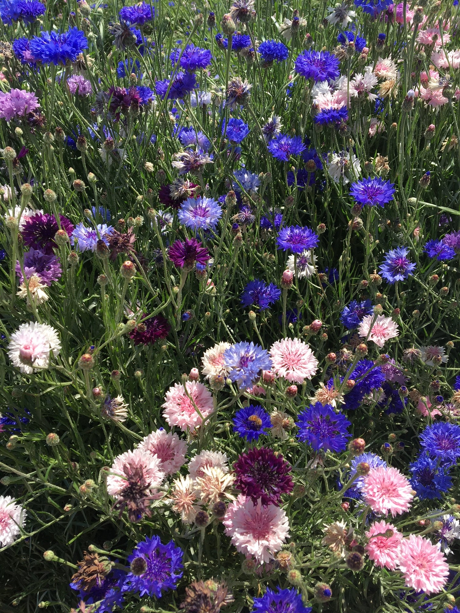 ブライトフラワー♪４点＊ブルーボーダー/BK Polka Dot Mix Wildflower Seed For Sale | Hancock Seed