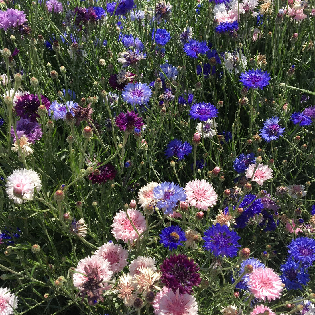 Polka Dot Mix Bachelor Buttons Wildflower Seed