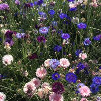 Polka Dot Mix Bachelor Buttons Wildflower Seed