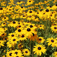 Black Eyed Susan Wildflower Seed